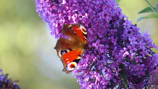 Buddleja davidii insect close up