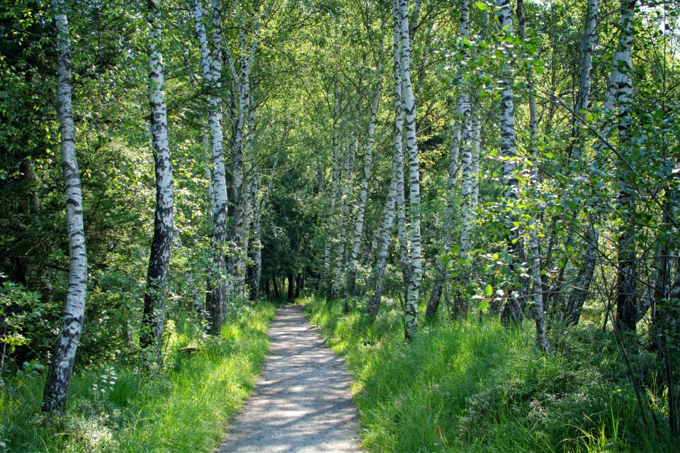 Nature walk hiking