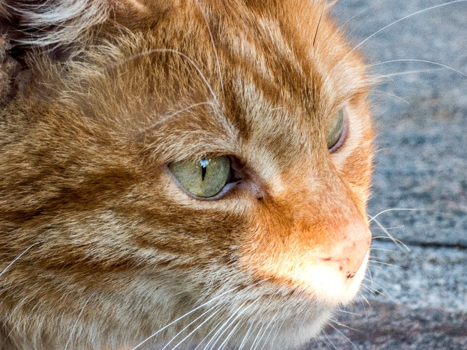 Cute pet relax