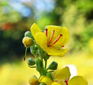 Blossom bloom stamens