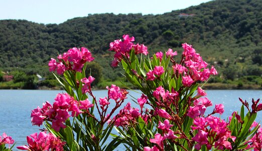 Biotope plant nature