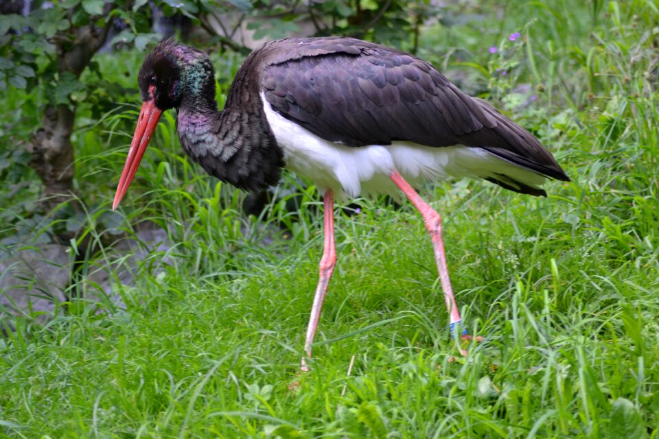 Flightless bird bird bill