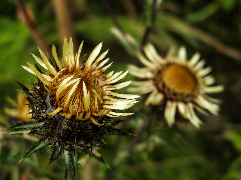 Thistle meadow a flower of the field