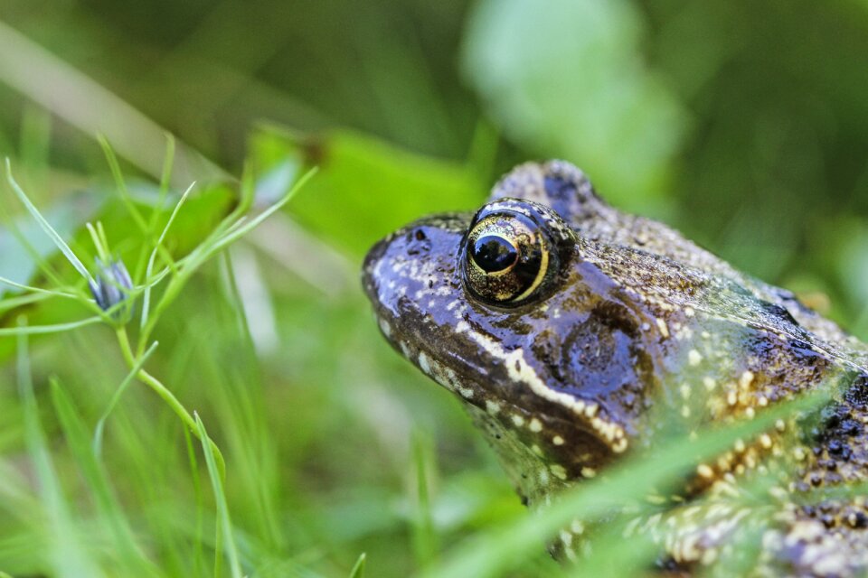Toad amphibians close up