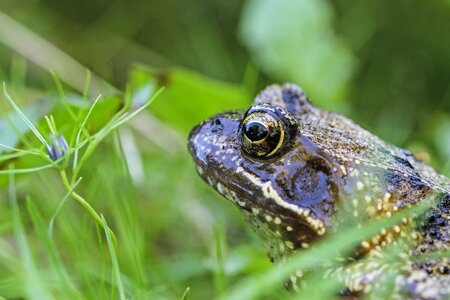 Toad amphibians close up photo