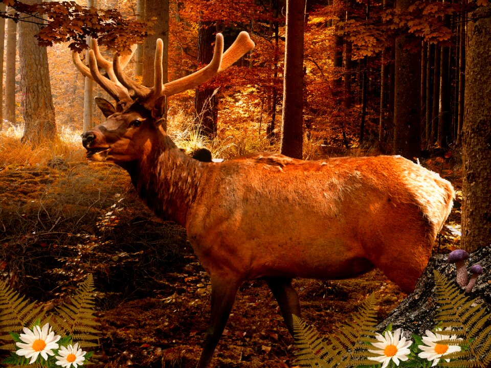 Antler nature forest