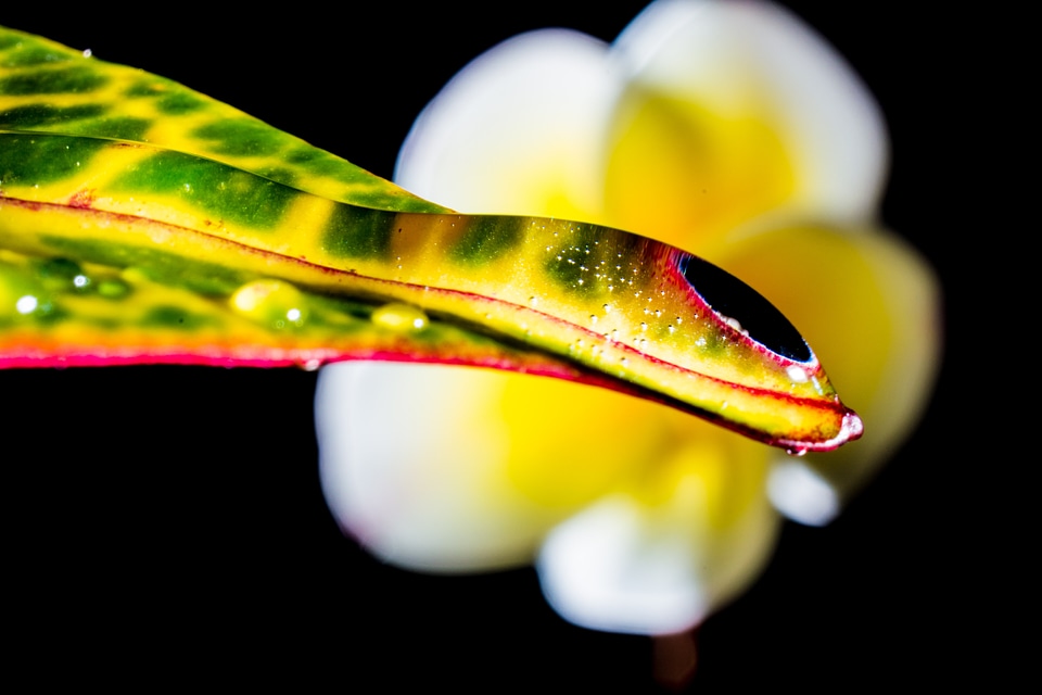 Blossom bloom macro