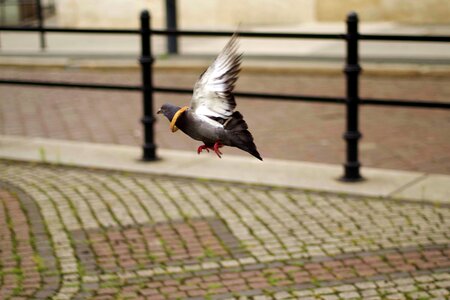 Bread escapes municipal photo