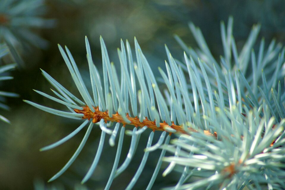 Nature conifer forest