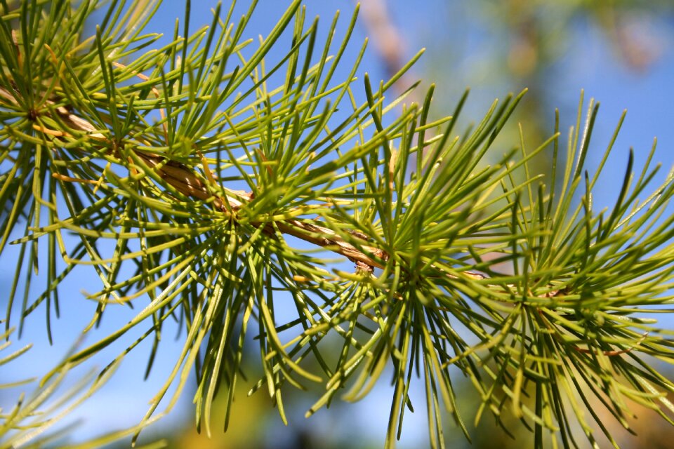 Branch conifer needles