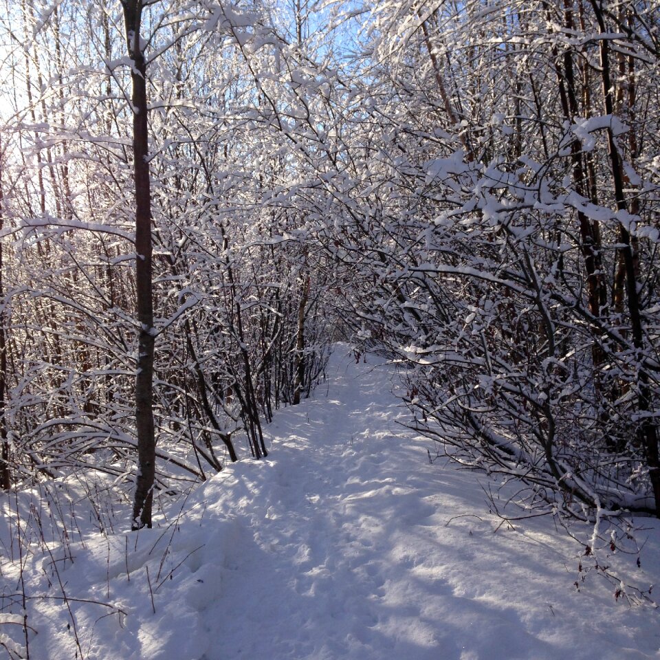 Snow snow winter nature winter landscape