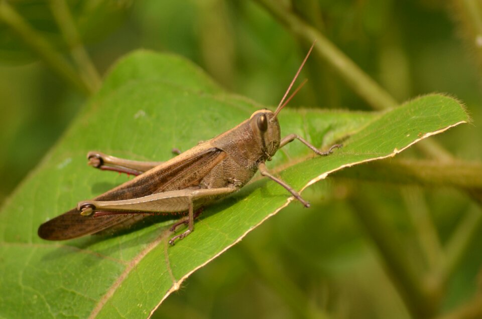 Macro chapulin cricket