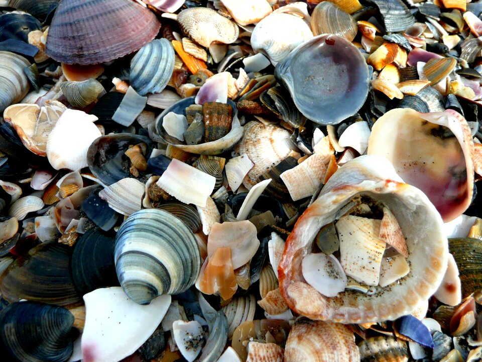 Mussels shard beach