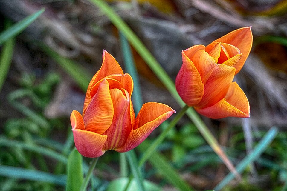 Botany spring petals