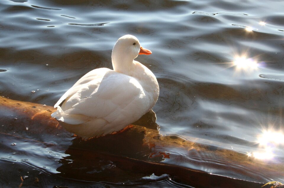 Lake peaceful waterfowl