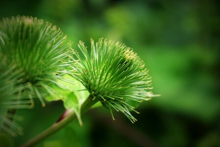 Pflsnze plant flower