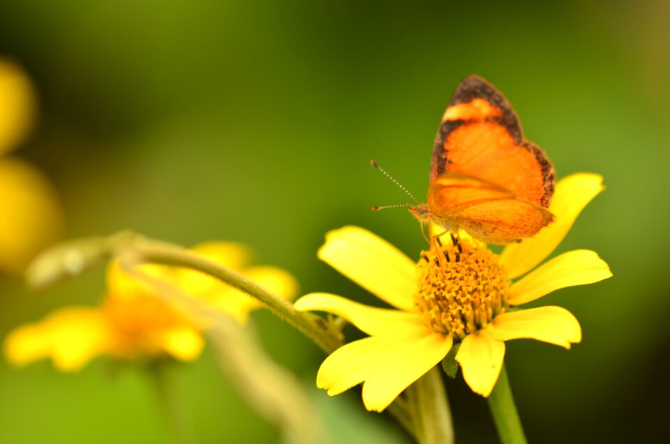 Spring garden nature