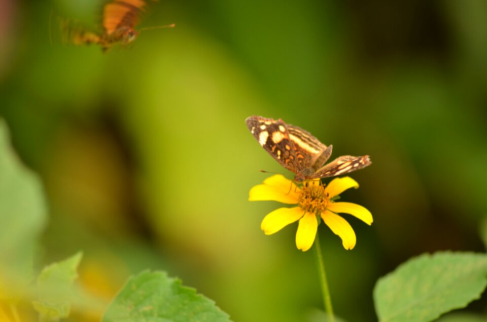 Spring garden nature