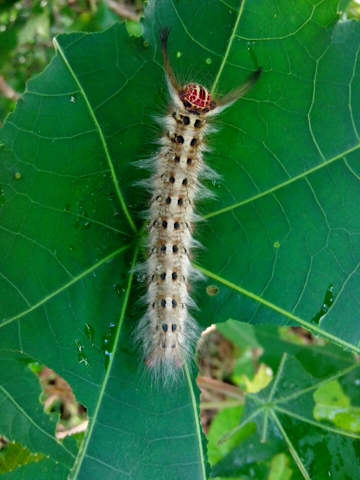 Insect bug
