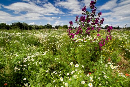 Nature wild flowers meadow photo
