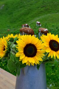 Summer flowers bloom