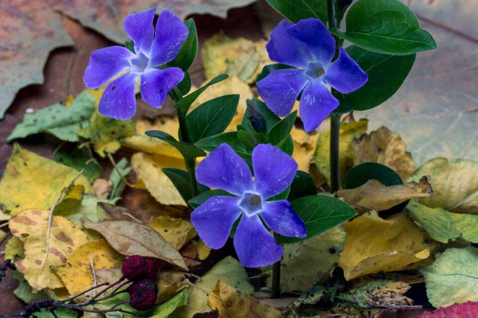 The small evergreen flower vinca minor