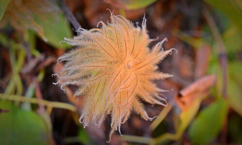 Fluffy pods hairy stamp
