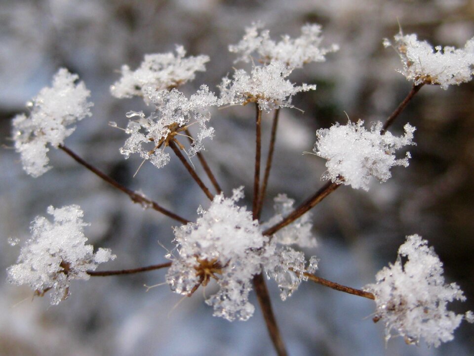 Freeze plant winter