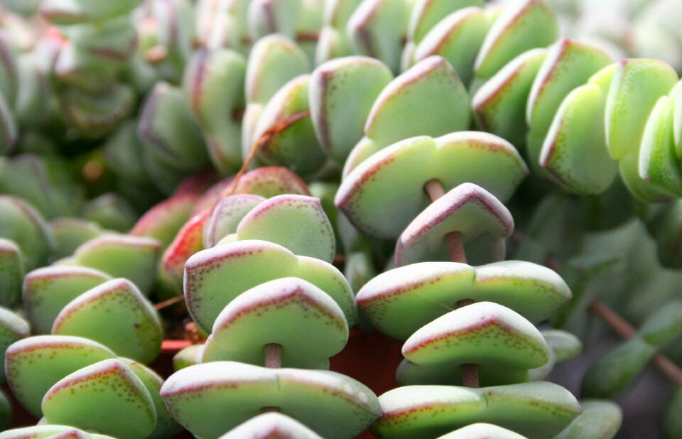 Exotic plant green
