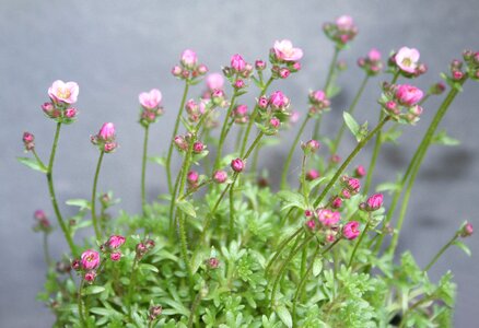 Nature pink flower blossom
