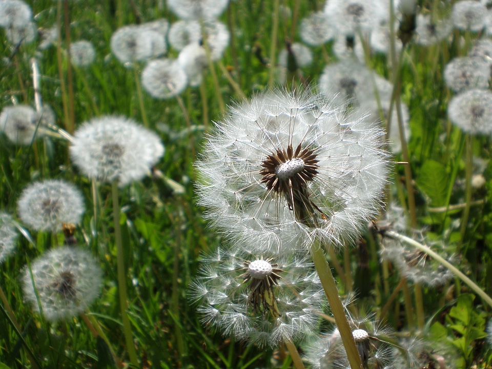 Flowers roadside meadow