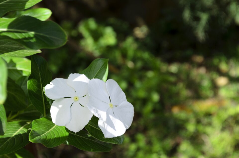 White trinidad tobago photo