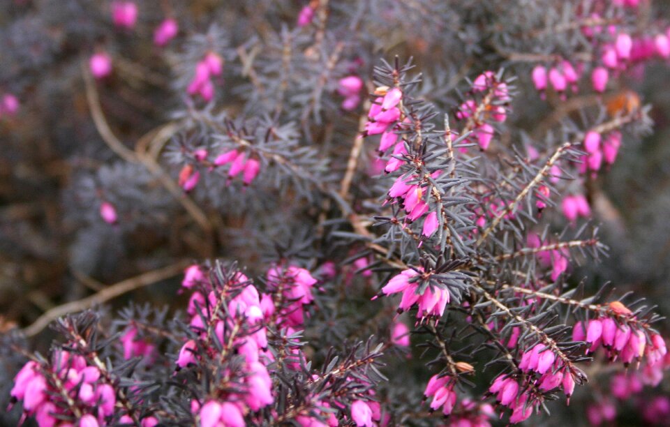 Pink nature pink flower