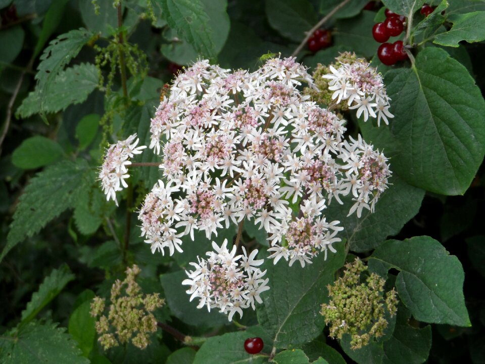 White nature botany