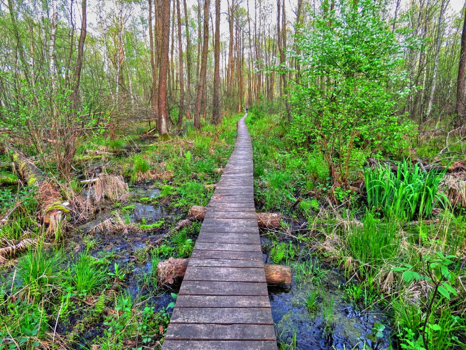 Marsh green spring