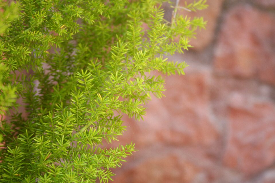 Nature green plant wall