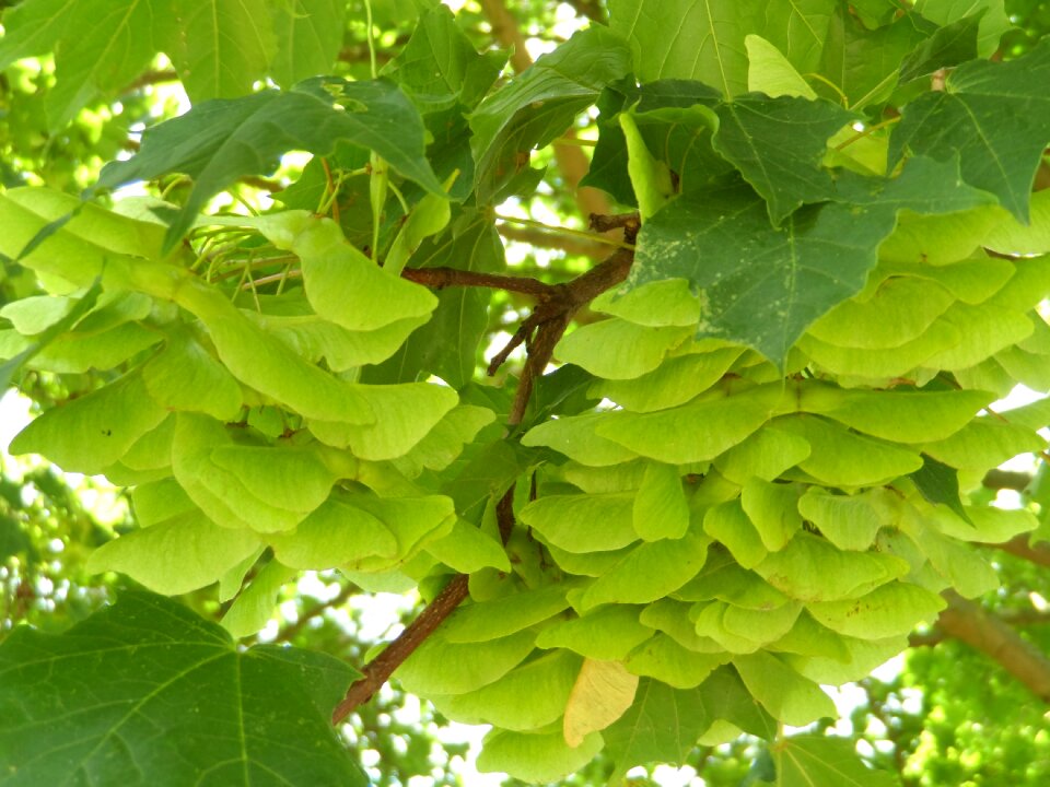 Tree leaves deciduous tree
