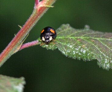 Red insect ladybug photo