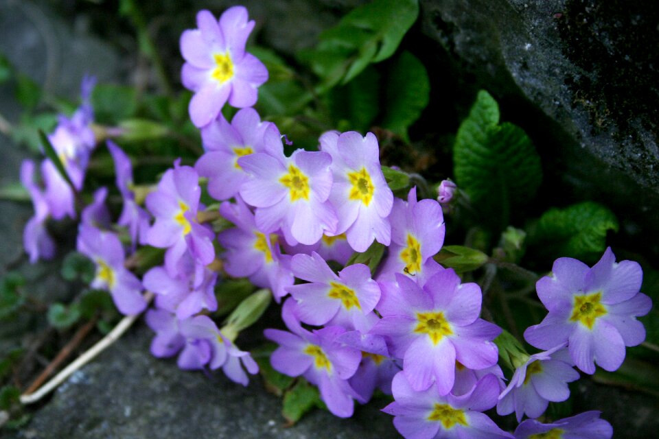 Primroses flowers primrose