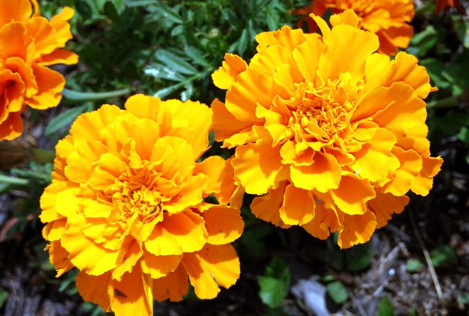 Tagetes plant nature