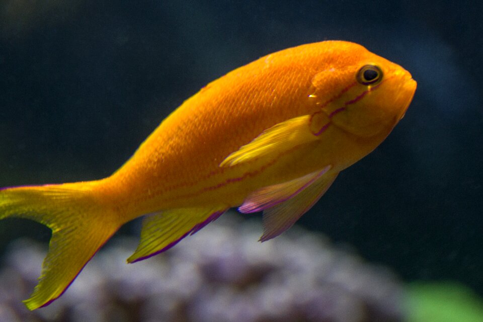 Sea ​​fish orange coral fish