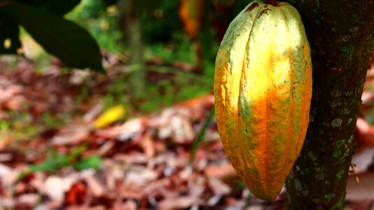Harvest colombia fruits and vegetables