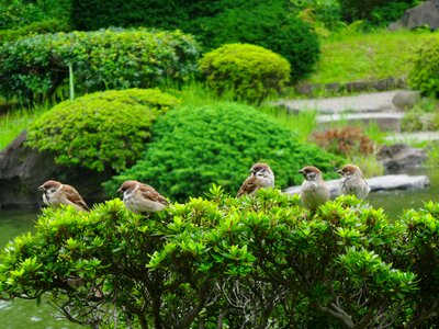 Tree fauna park