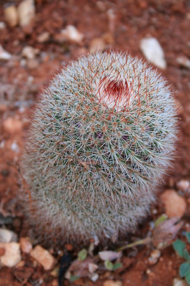 Exotic plant green