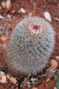 Exotic plant green