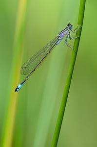 Ischnura elegans a type female photo