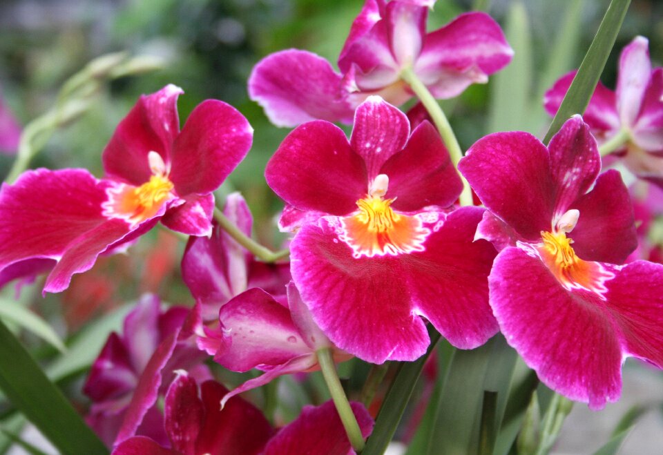 Flower exotic tropical