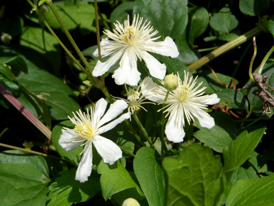 Summer inflorescence flower
