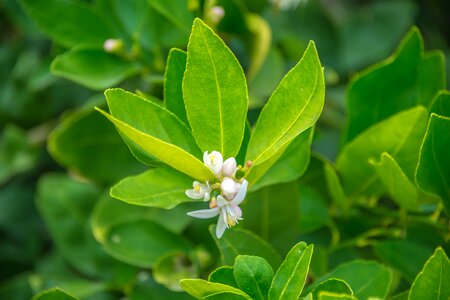 White flowers green lemon