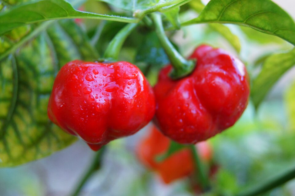 Tropical vegetables